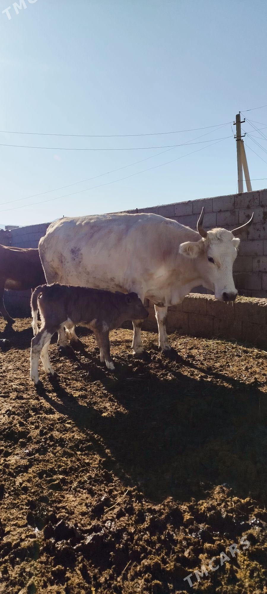 Gibrit Gölely sygyr - Бахарден - img 3