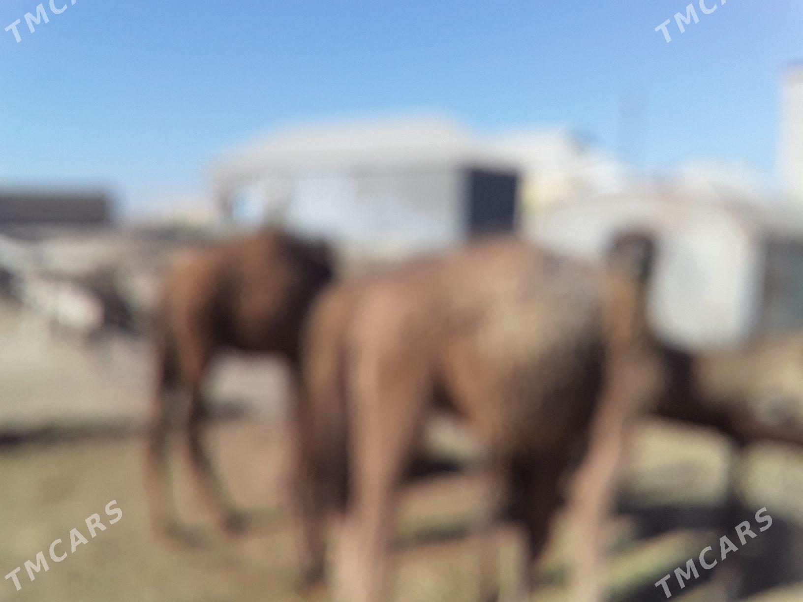 Torum - Гумдаг - img 4