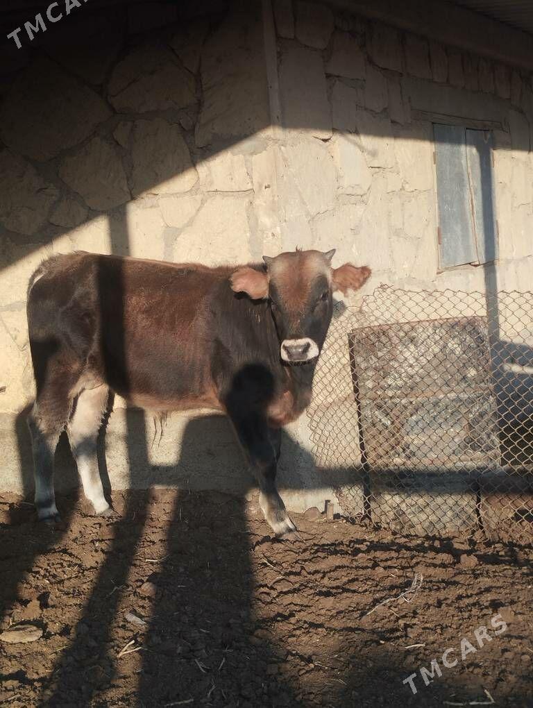 okuzler - Балканабат - img 2