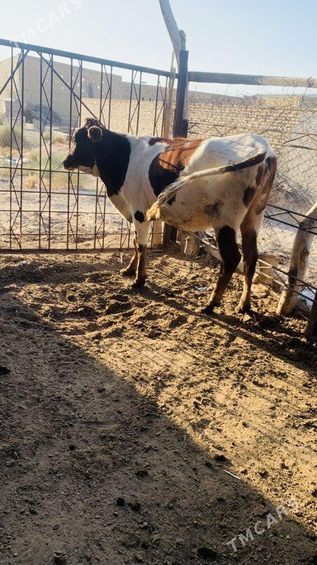 simintal - Саят - img 10