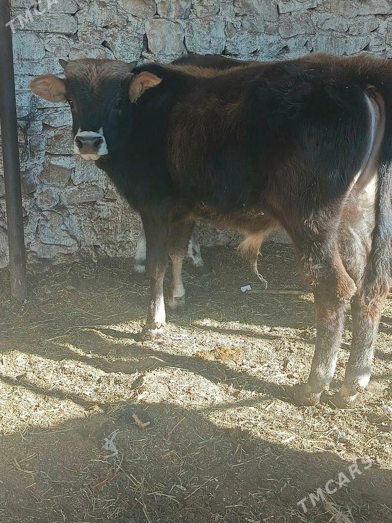 okuzler - Балканабат - img 4