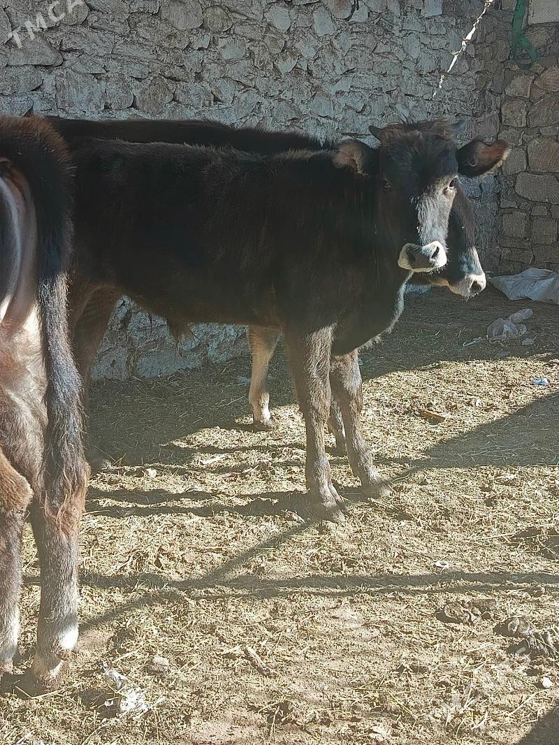 okuzler - Балканабат - img 6