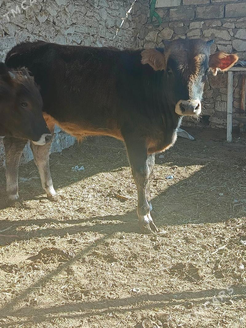 okuzler - Балканабат - img 3