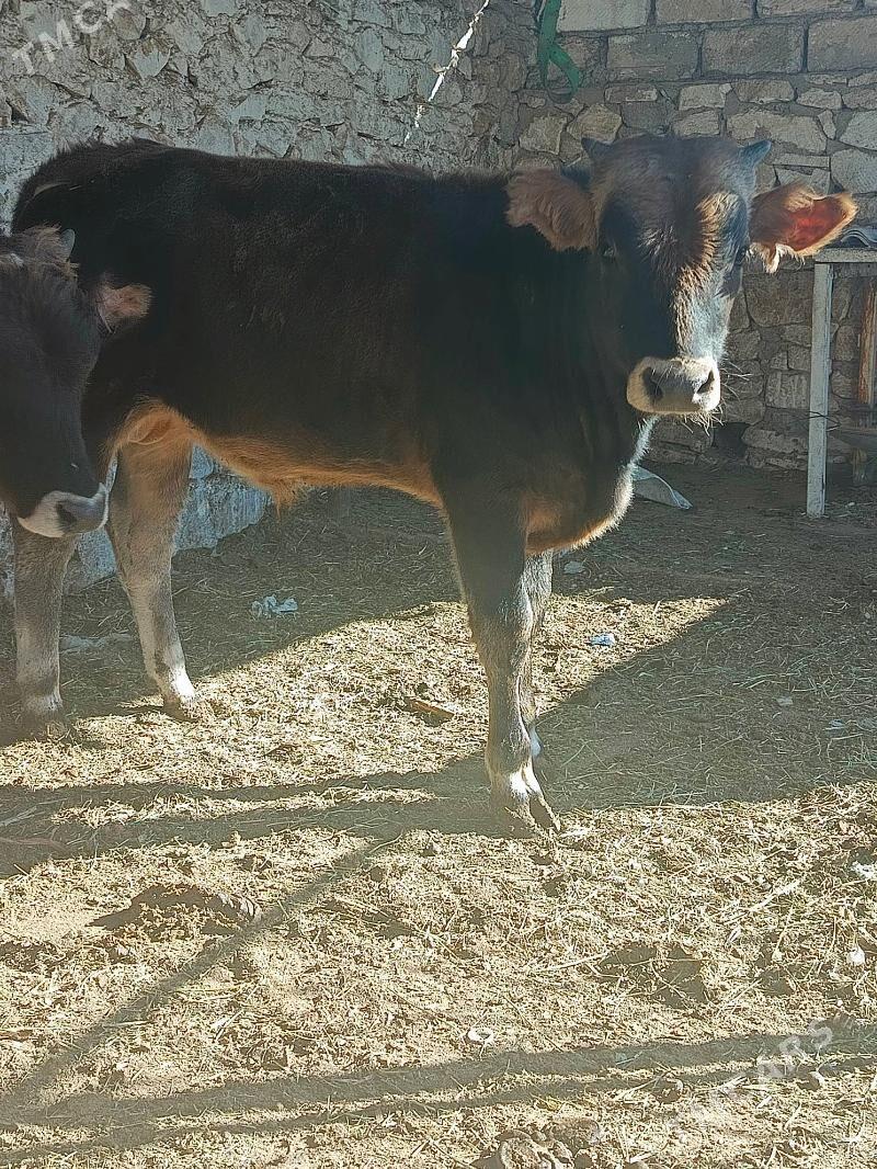 okuzler - Балканабат - img 5