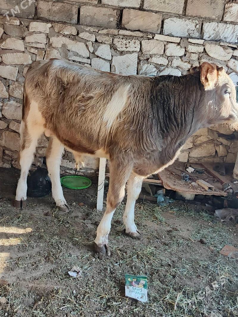 okuzler - Балканабат - img 8