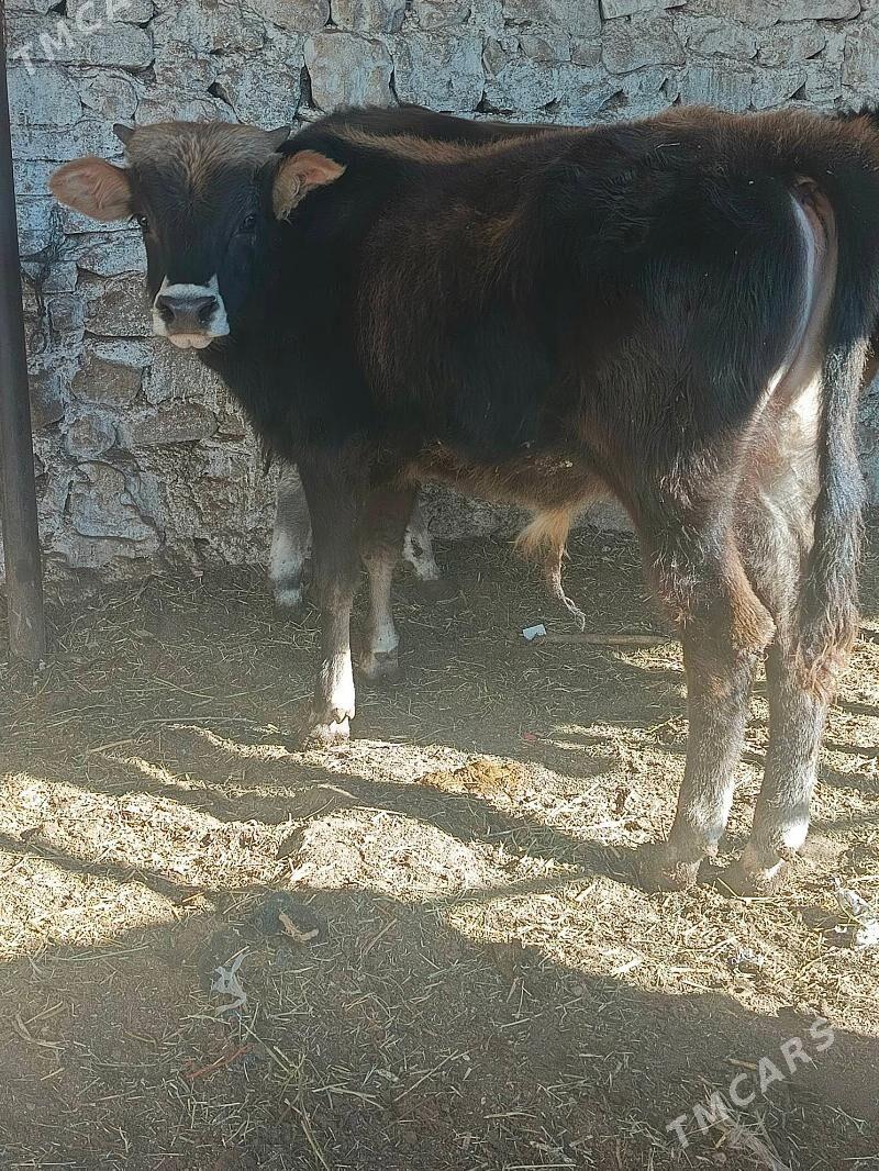 okuzler - Балканабат - img 7