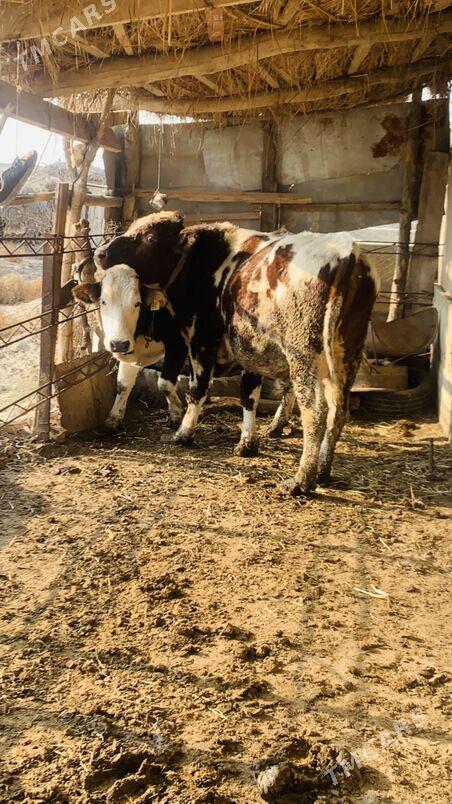 simintal - Саят - img 2