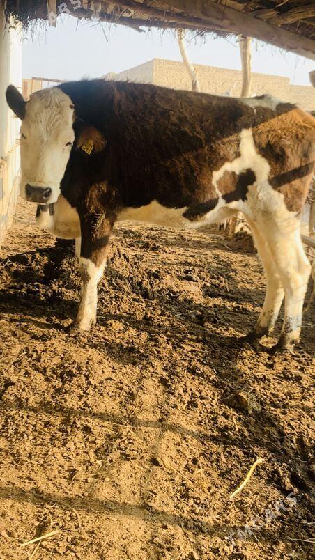 simintal - Саят - img 5