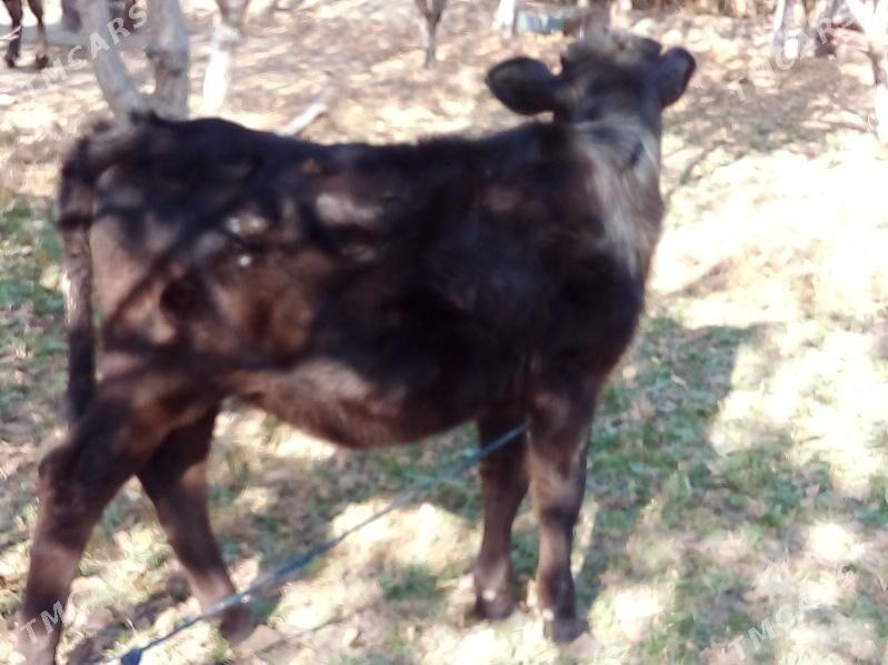 Goleli sygyr bakyda - Bäherden - img 2