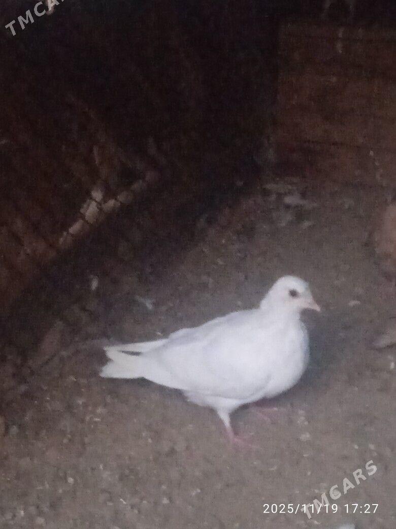 kepder - Саят - img 2