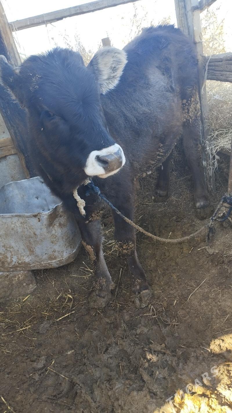 tüwe - Bäherden - img 2