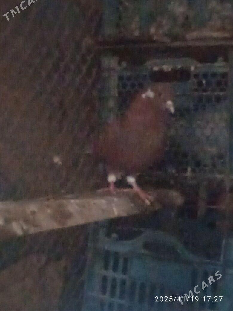 kepder - Саят - img 3