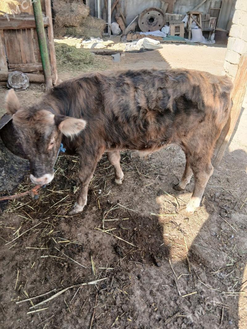 okuz - Ýaşlyk - img 4