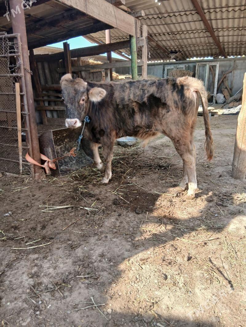 okuz - Ýaşlyk - img 2