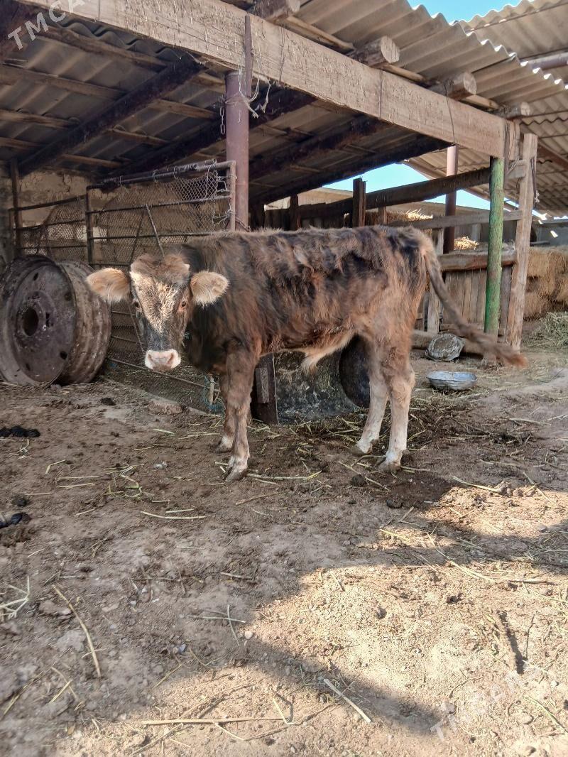 okuz - Ýaşlyk - img 5