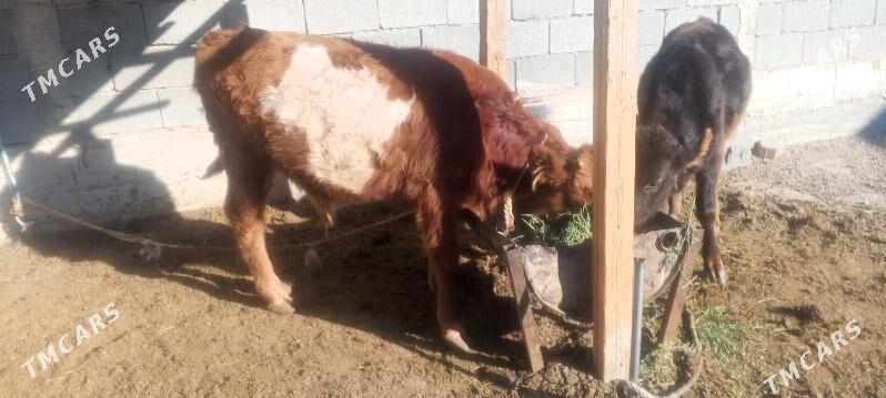 okuz - Änew - img 3