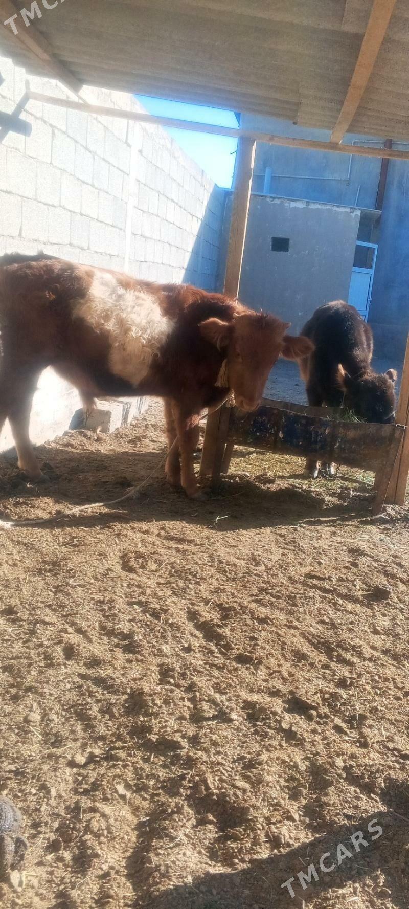 okuz - Änew - img 2