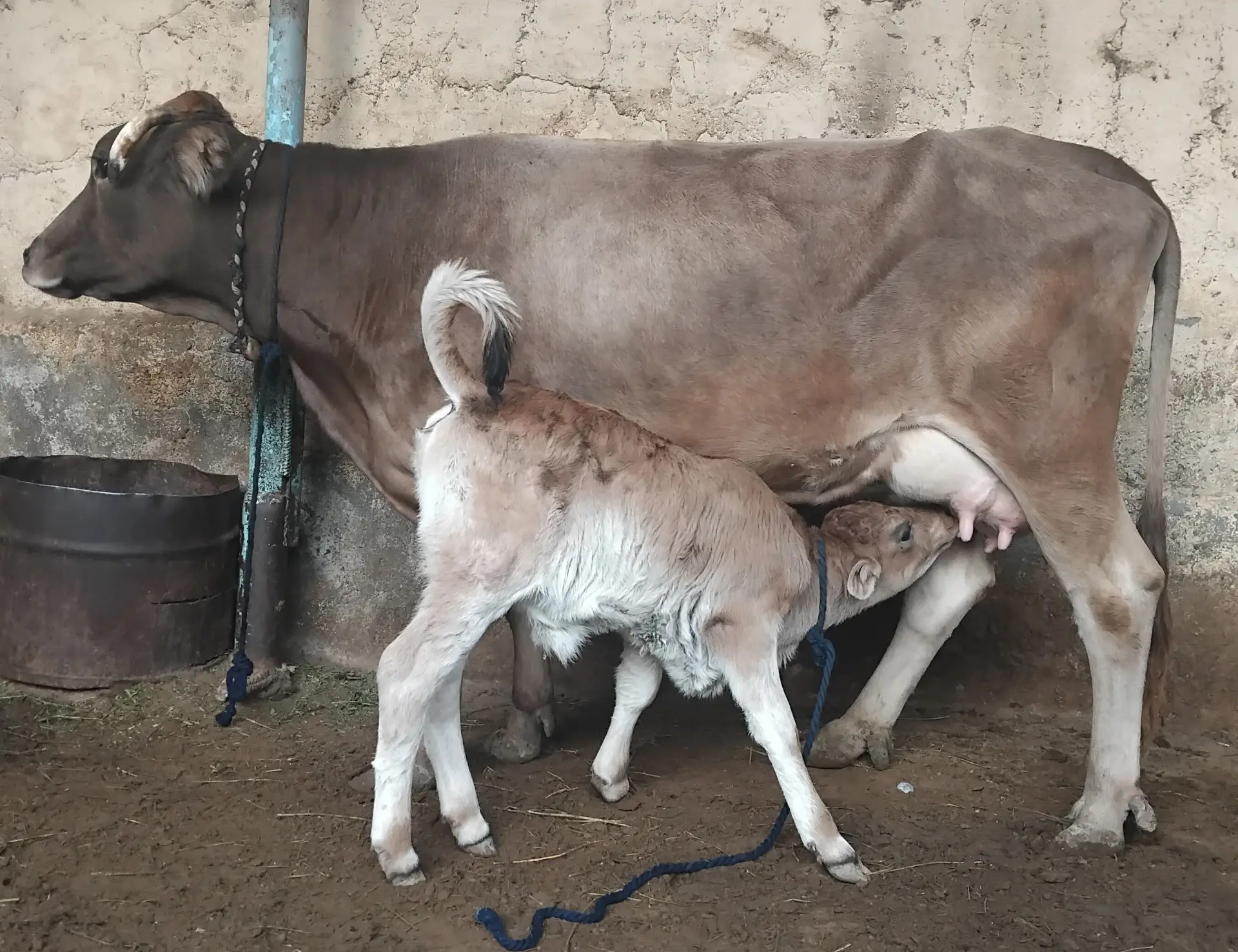 GOLELI SYGYR. - Aşgabat - img 2