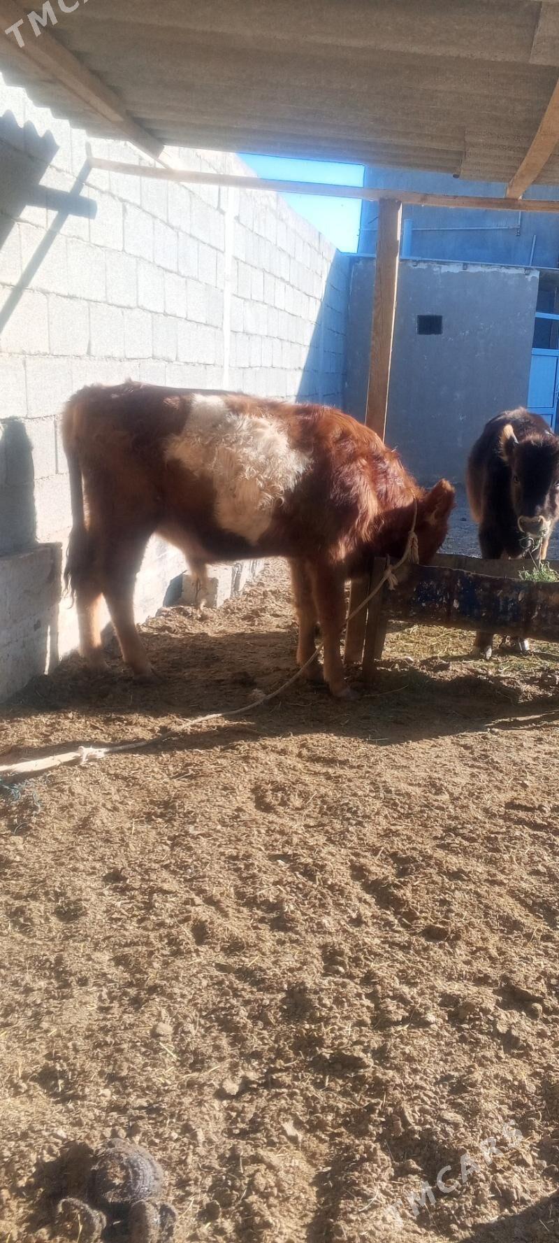 okuz - Änew - img 4