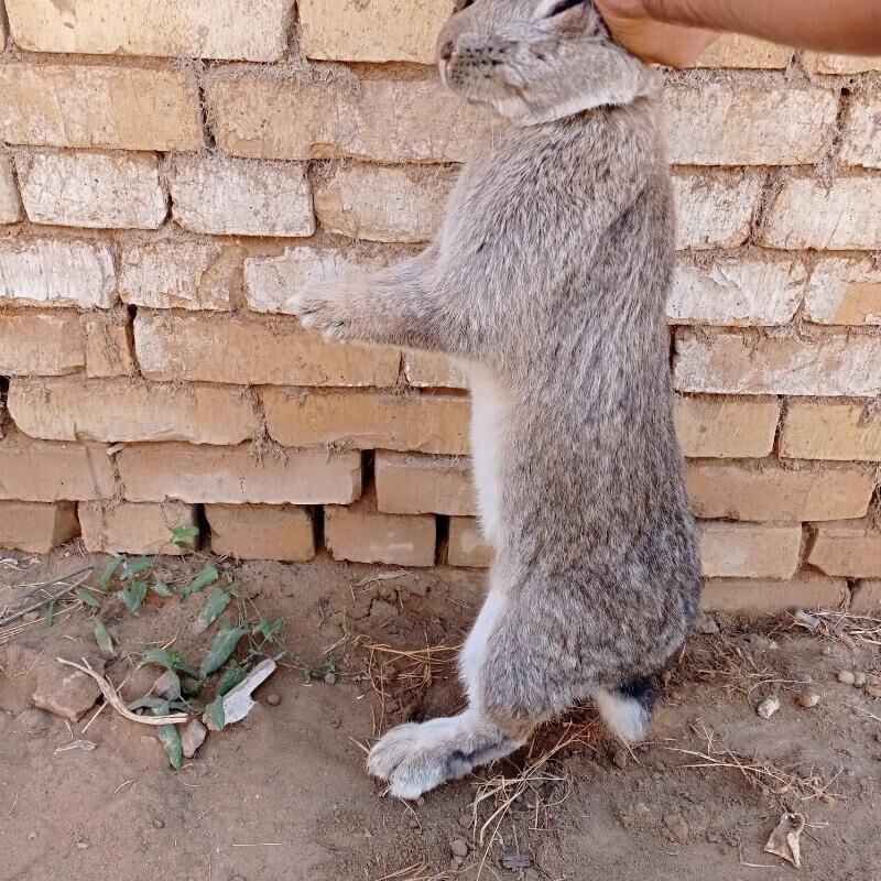 Towsan welkan - Мары - img 2