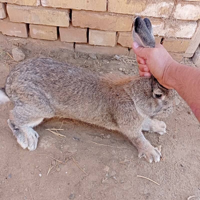 Towsan welkan - Мары - img 3