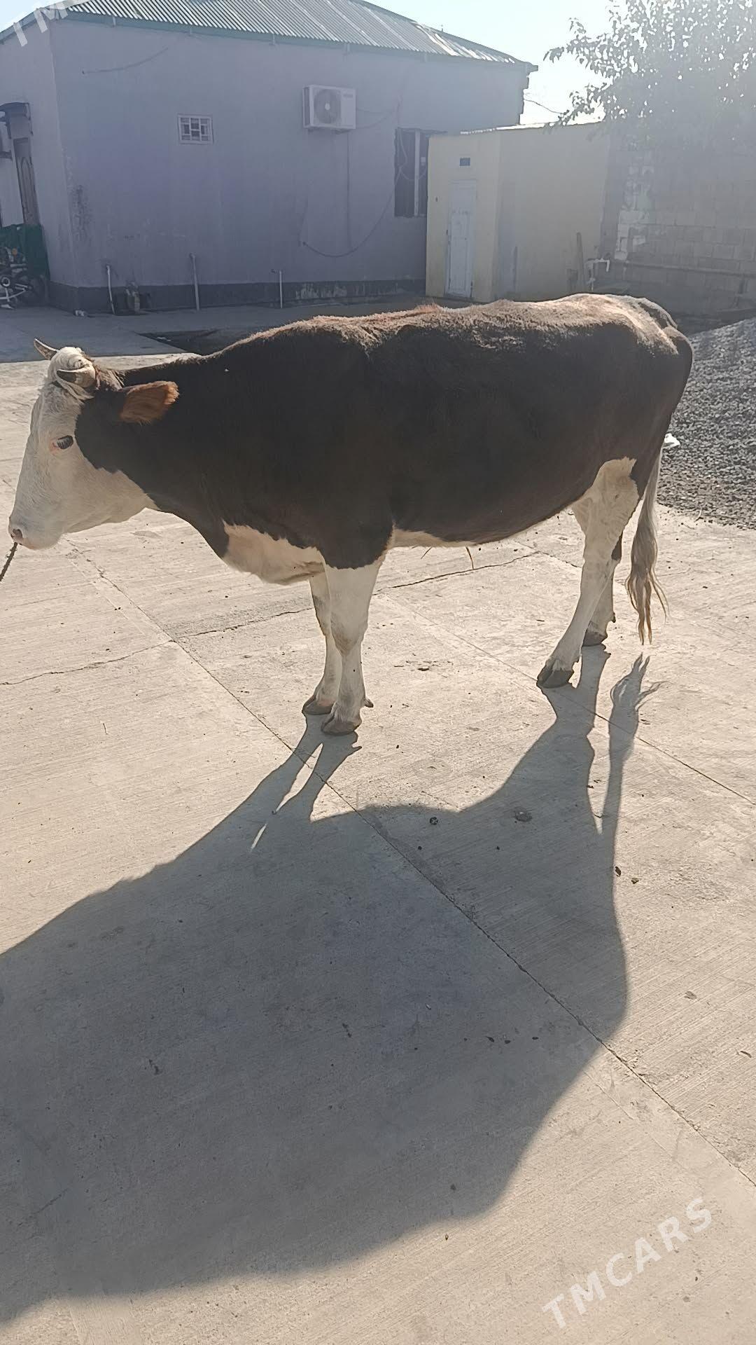 sygyr - Гёкдже - img 2