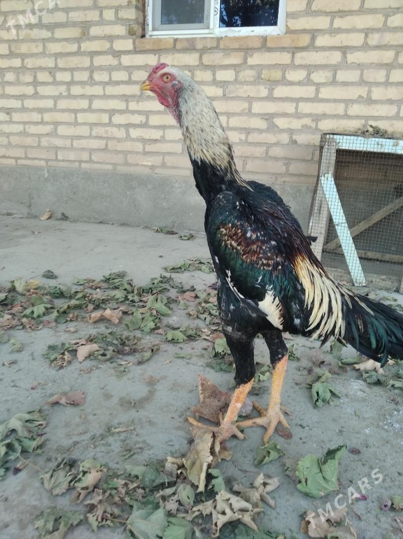 baysow juje - Farap - img 6