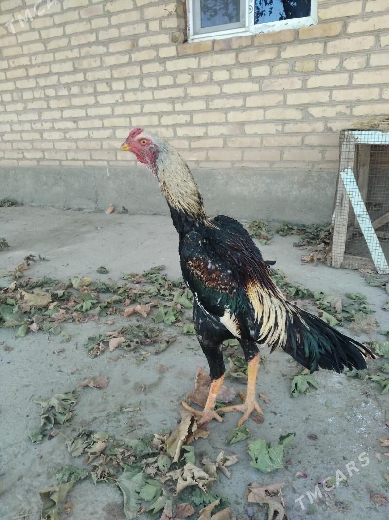 baysow juje - Farap - img 5