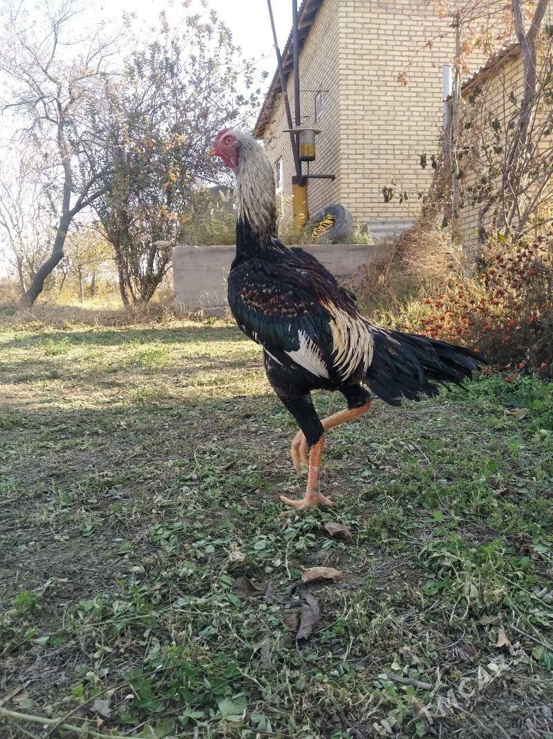 baysow juje - Farap - img 2