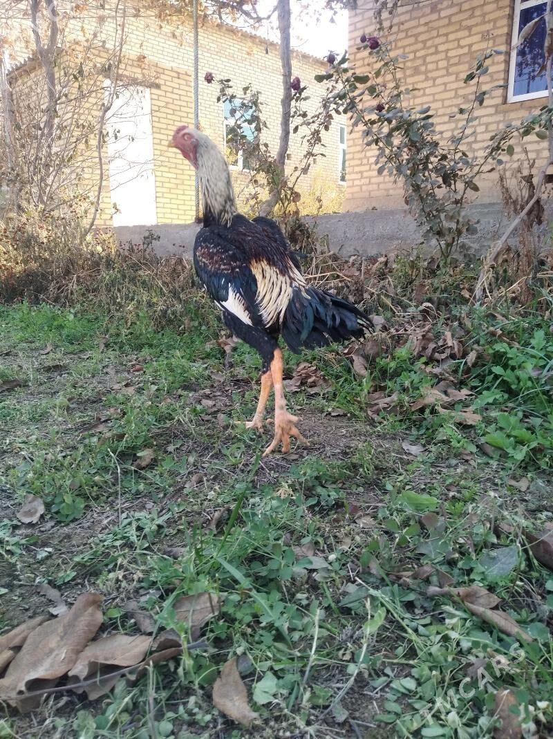 baysow juje - Farap - img 4