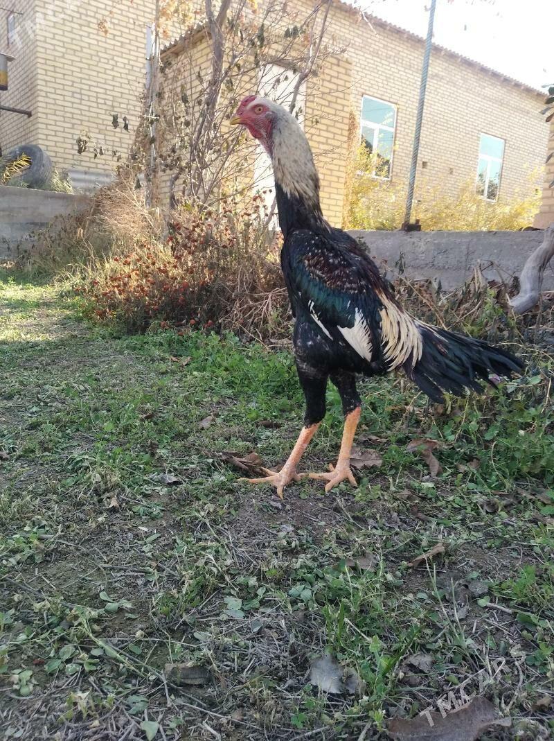 baysow juje - Farap - img 3