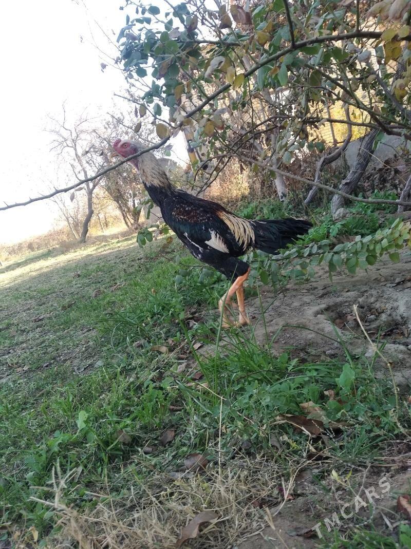 baysow juje - Farap - img 8