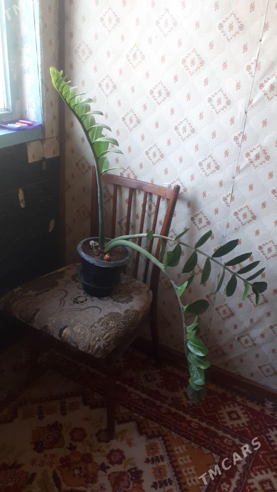 зомиакулькус - Ашхабад - img 1