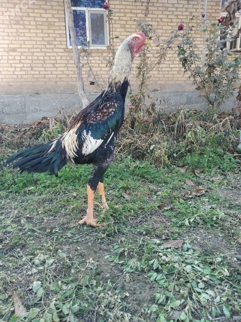 baysow juje - Farap - img 7