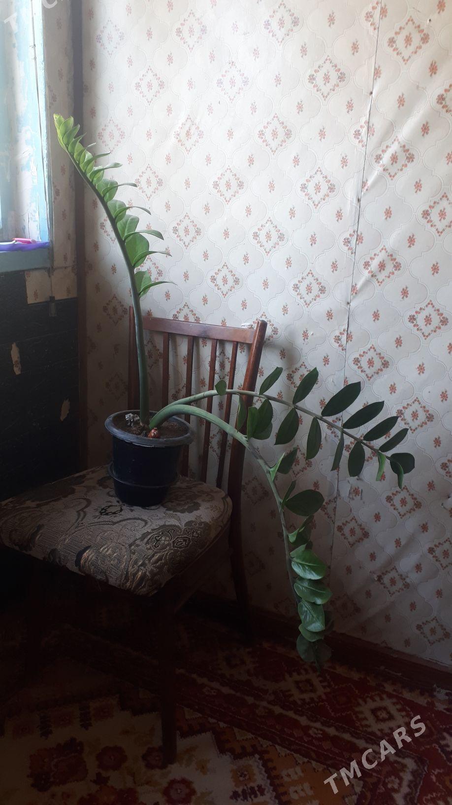 зомиакулькус - Ашхабад - img 2