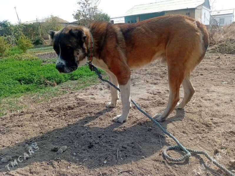 Alabay - Керки - img 2