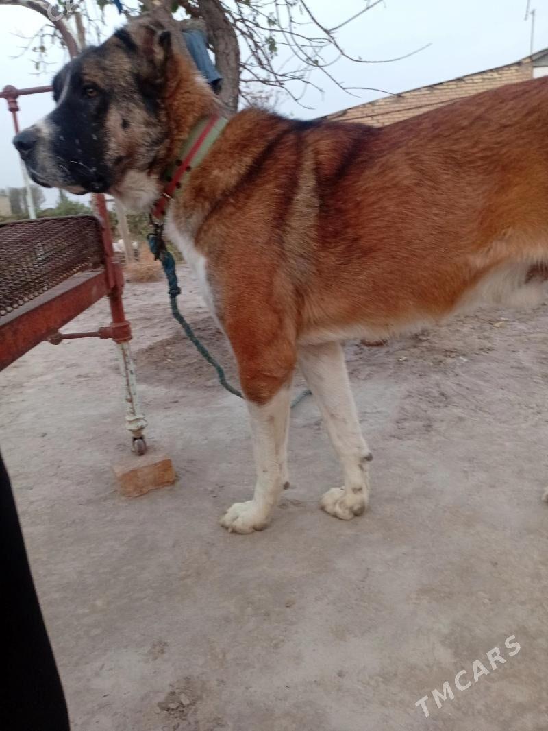 Alabay - Керки - img 1