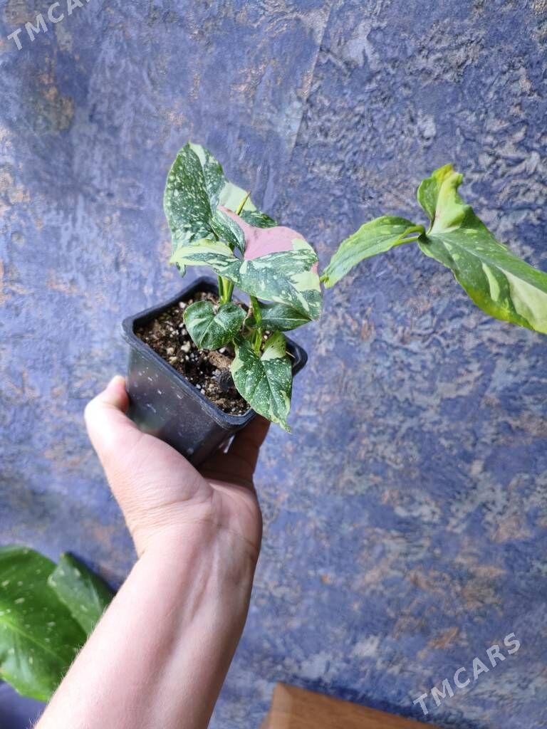 сингониумы - Мир 7 - img 2