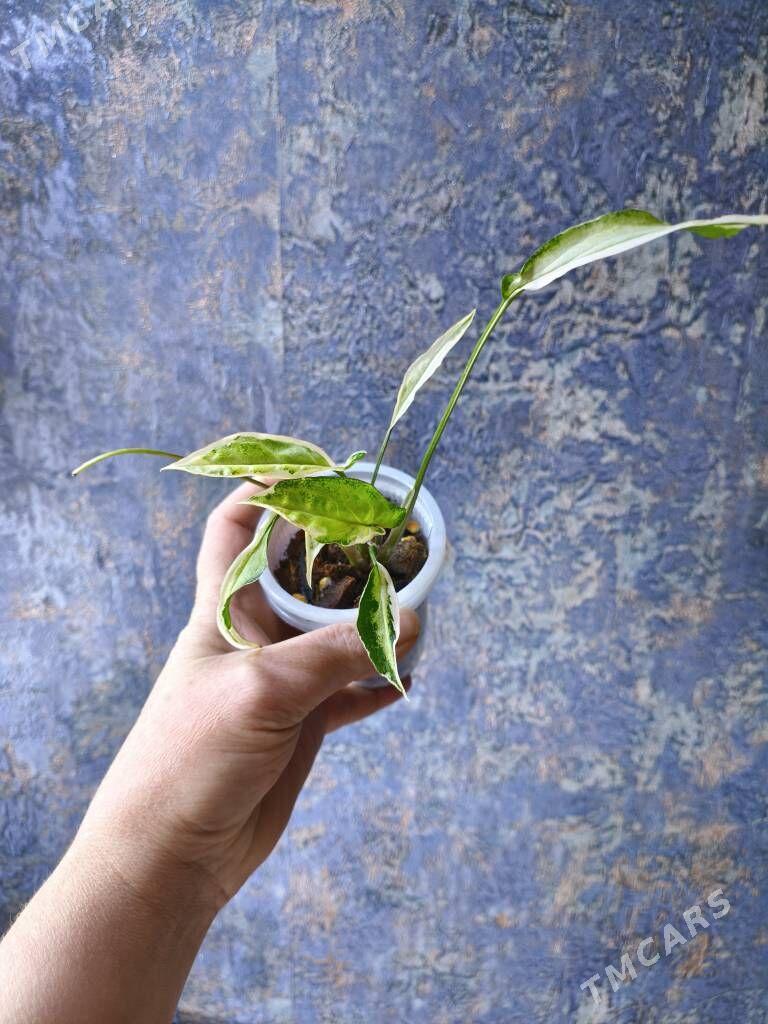 сингониумы - Мир 7 - img 3