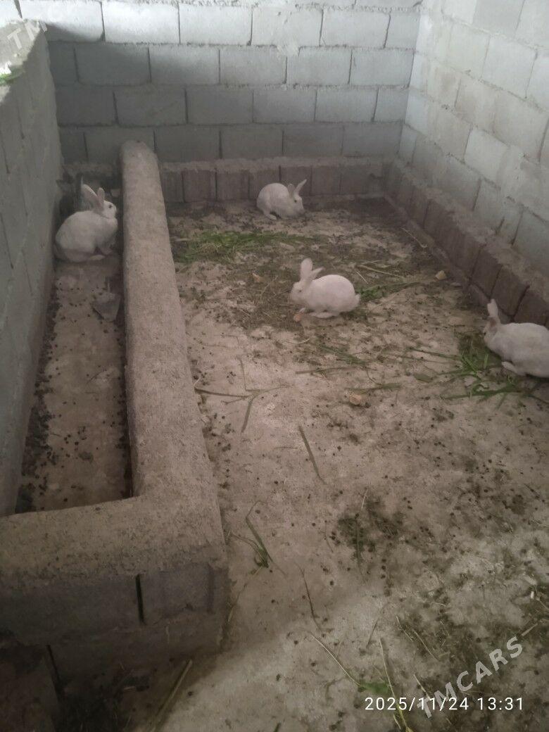 Towşan кролик - Гёкдепе - img 3