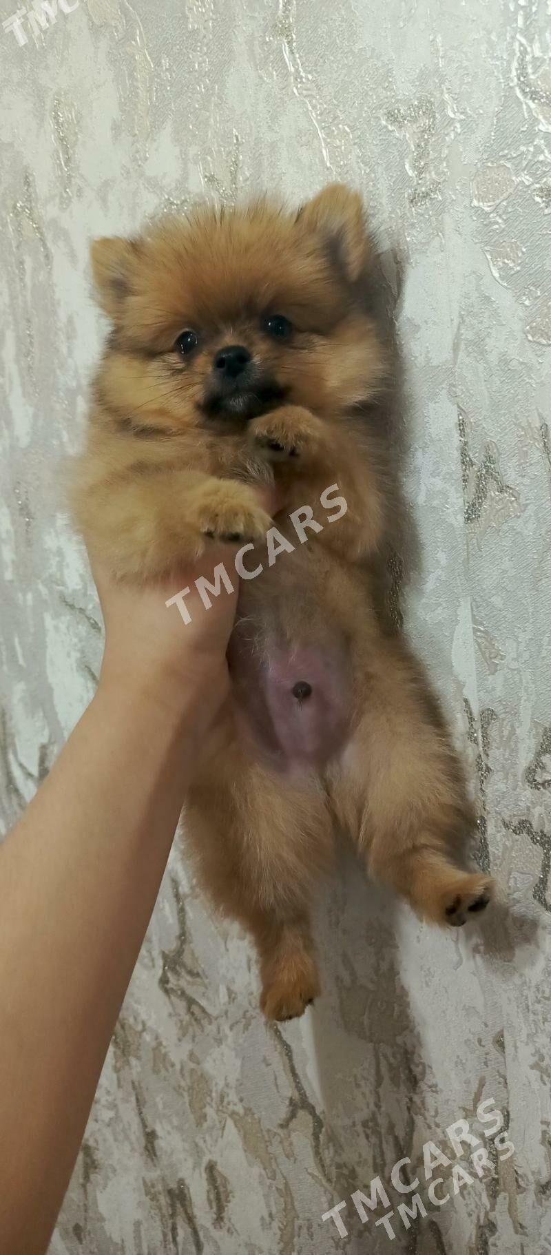 шпиц - Ашхабад - img 4