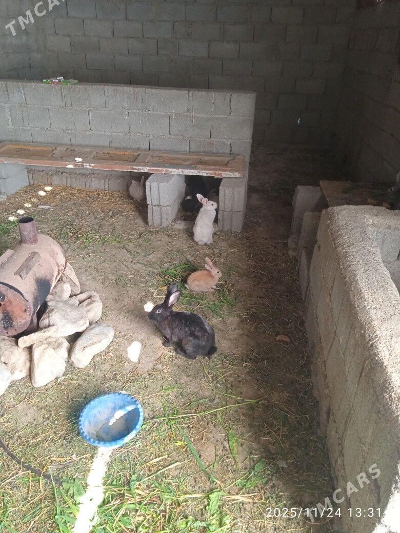 Towşan кролик - Гёкдепе - img 2