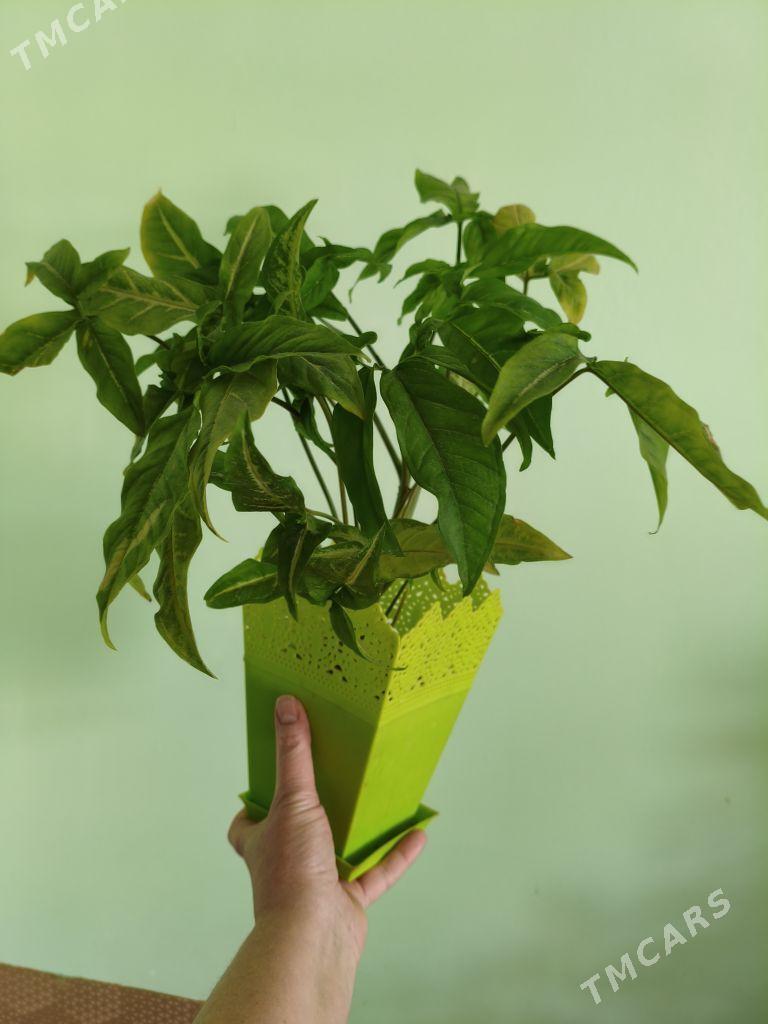 сингониумы - Мир 7 - img 5