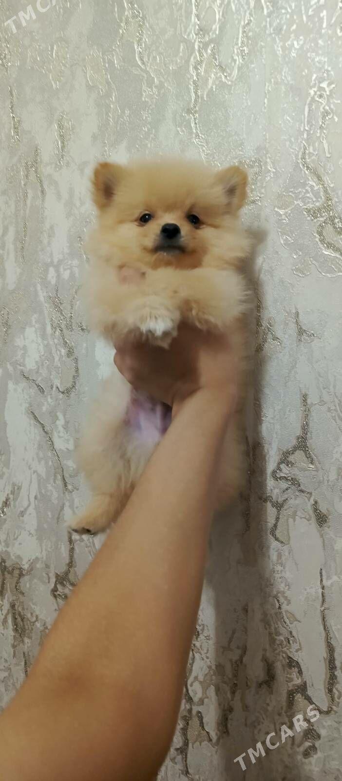 шпиц - Ашхабад - img 2