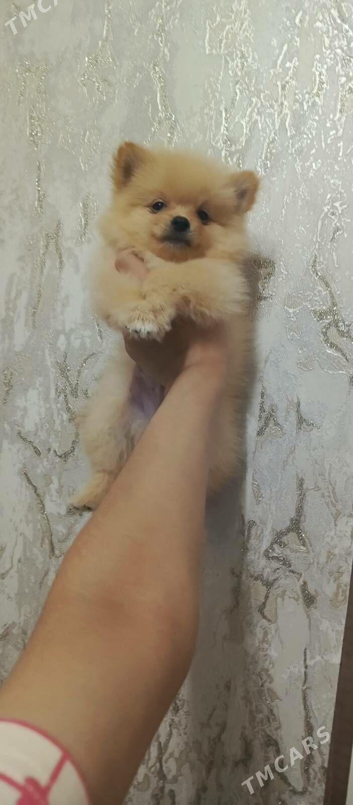 шпиц - Ашхабад - img 3