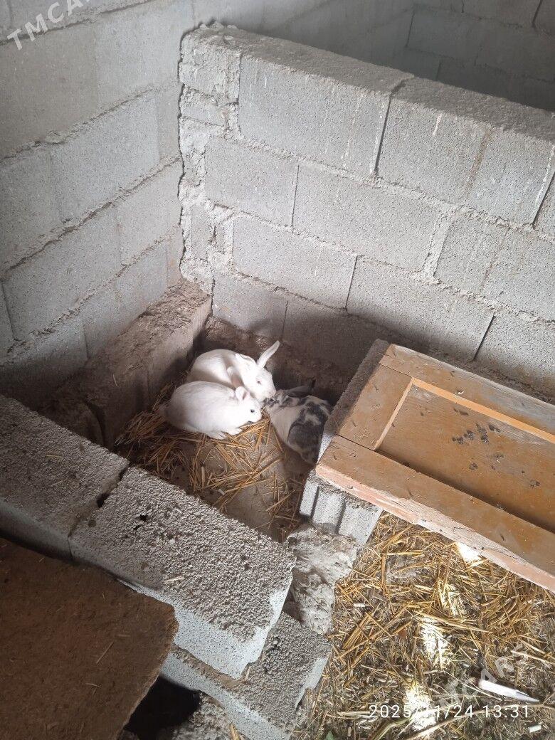 Towşan кролик - Гёкдепе - img 1