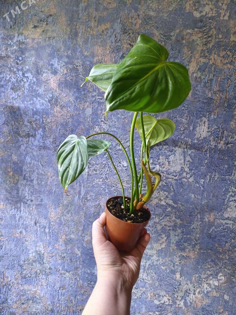 комнатные растения - Parahat 7 - img 5