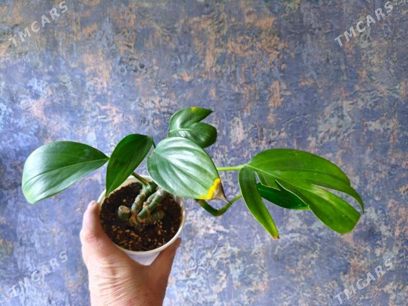 комнатные растения - Parahat 7 - img 6