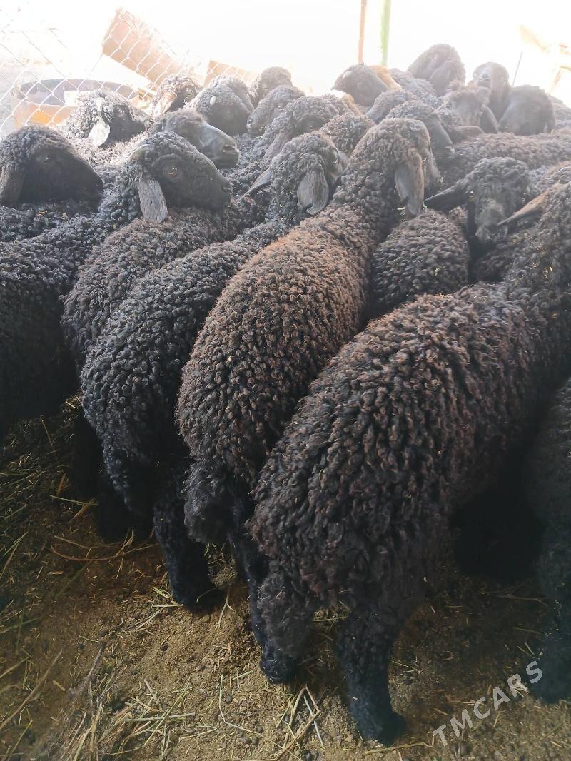 Tokli - Aşgabat - img 2