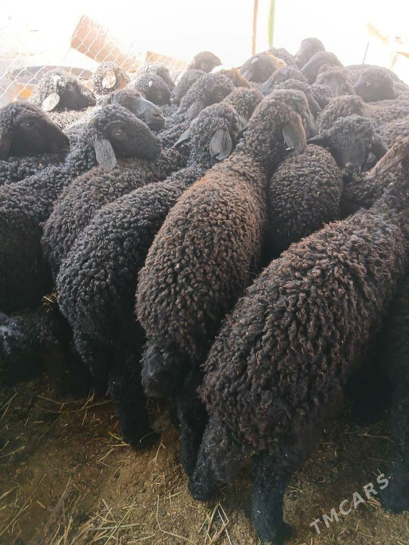 Tokli - Aşgabat - img 3